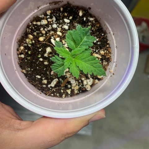 Green Crack growlog timeline photo