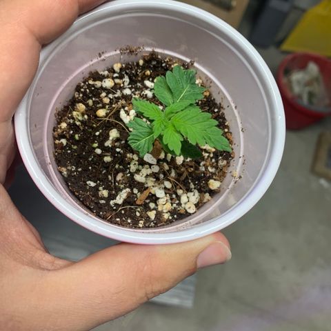 Green Crack growlog timeline photo