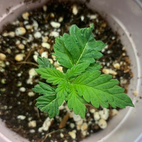 Green Crack growlog timeline photo