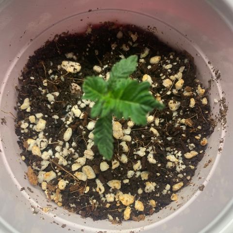Green Crack growlog timeline photo