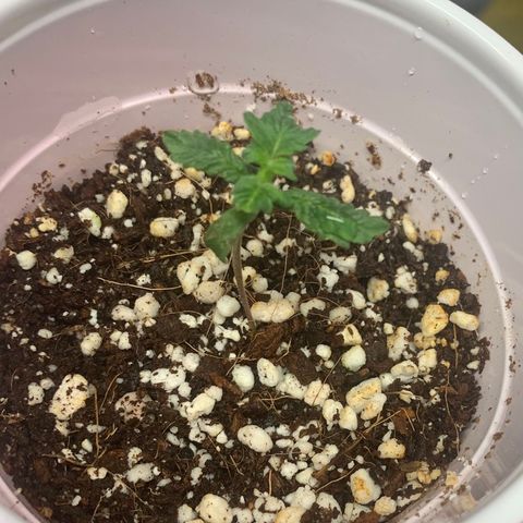 Green Crack growlog timeline photo