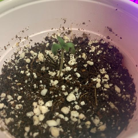 Green Crack growlog timeline photo
