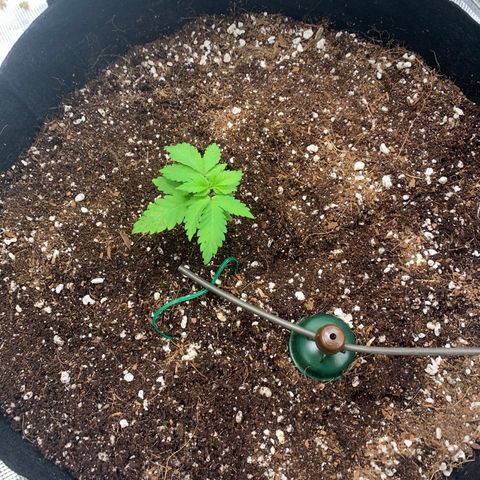 Green Crack growlog photo: Transplanted to 5 gallon fabric pot