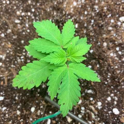 Green Crack growlog photo: Transplanted to 5 gallon fabric pot