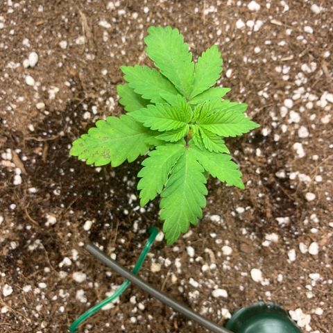 Green Crack growlog timeline photo
