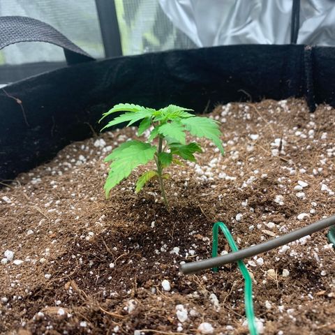 Green Crack growlog timeline photo