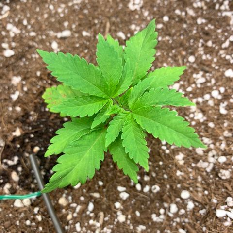 Green Crack growlog timeline photo