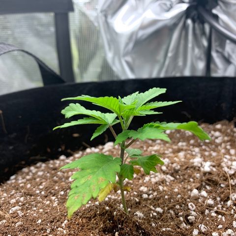 Green Crack growlog timeline photo
