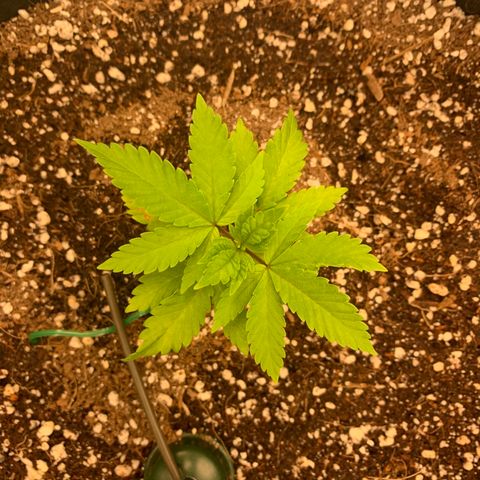 Green Crack growlog timeline photo