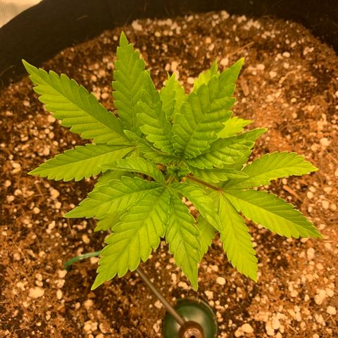 Green Crack growlog timeline photo