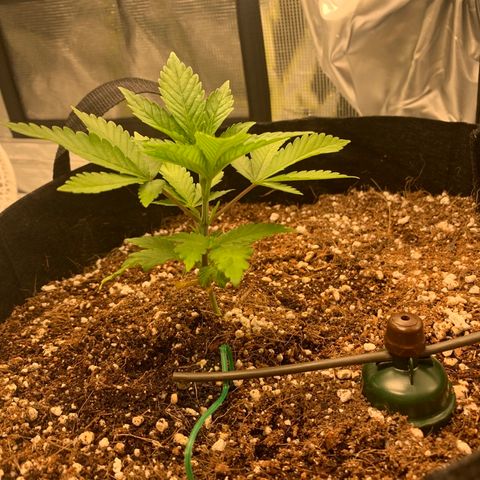 Green Crack growlog timeline photo