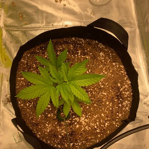 Green Crack growlog timeline photo