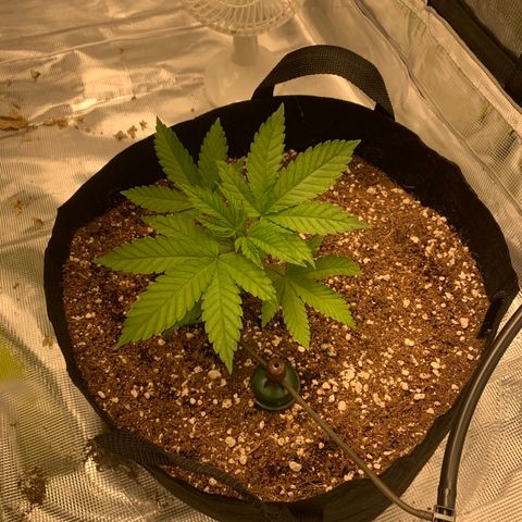 Green Crack growlog timeline photo