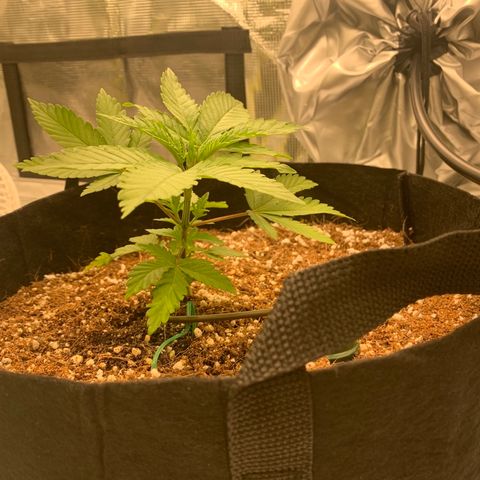 Green Crack growlog timeline photo
