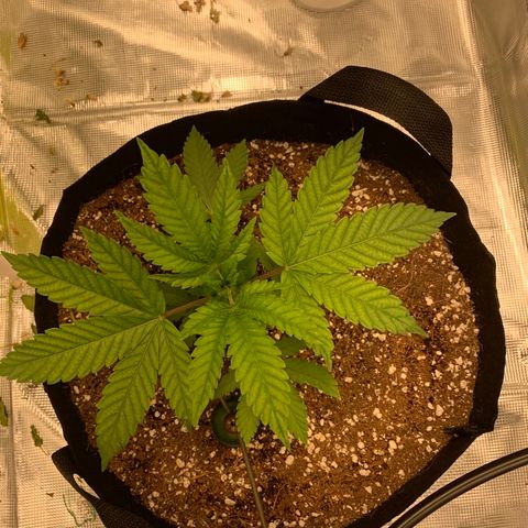 Green Crack growlog timeline photo