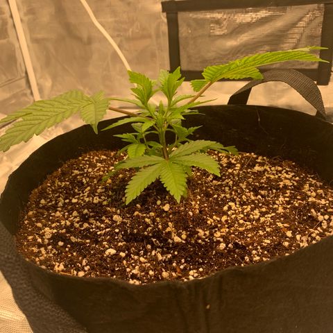 Green Crack growlog timeline photo