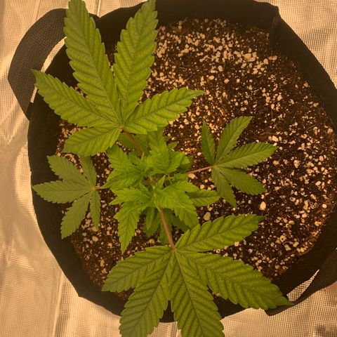 Green Crack growlog timeline photo