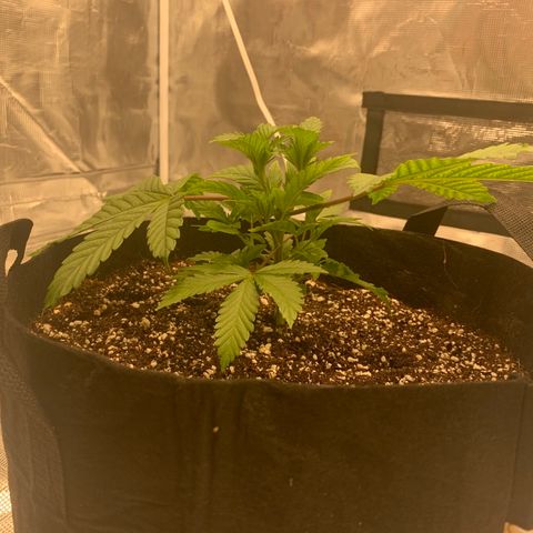 Green Crack growlog timeline photo
