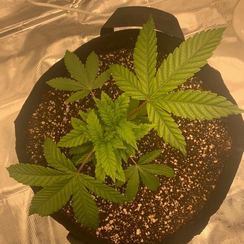 Green Crack growlog timeline photo