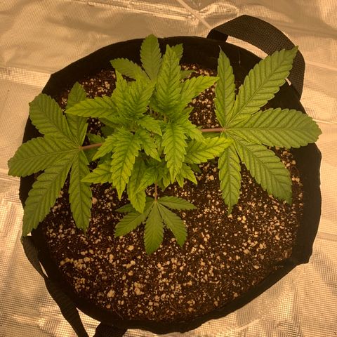 Green Crack growlog timeline photo
