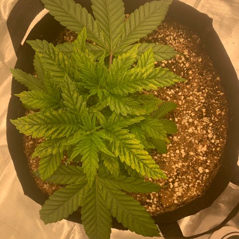 Green Crack growlog timeline photo