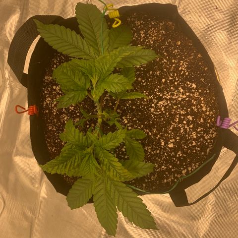 Green Crack growlog timeline photo