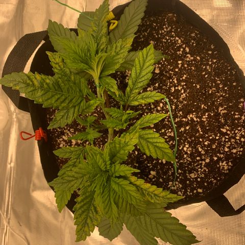 Green Crack growlog timeline photo