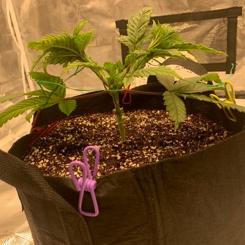 Green Crack growlog timeline photo
