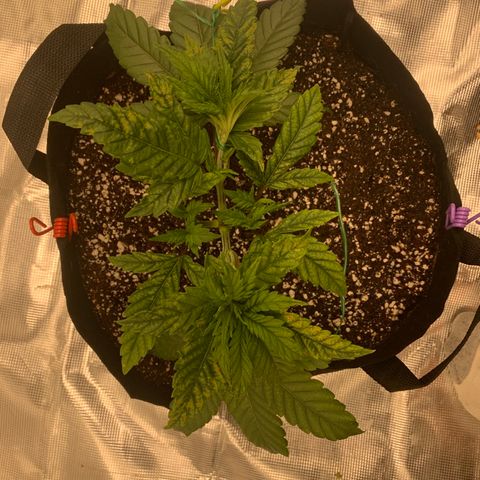Green Crack growlog timeline photo