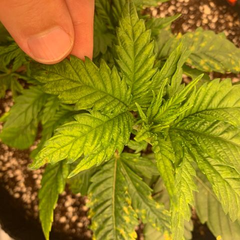 Green Crack growlog timeline photo