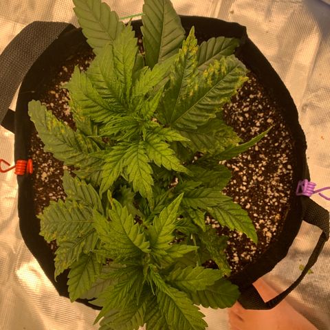 Green Crack growlog timeline photo