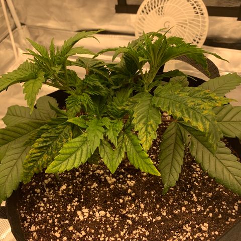 Green Crack growlog timeline photo