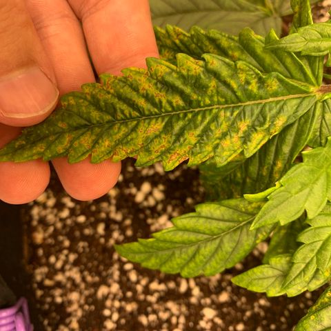 Green Crack growlog timeline photo