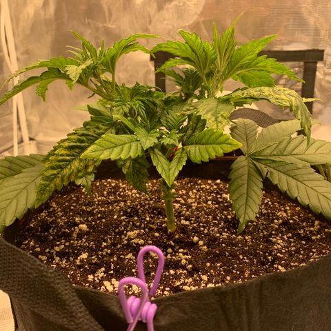 Green Crack growlog timeline photo