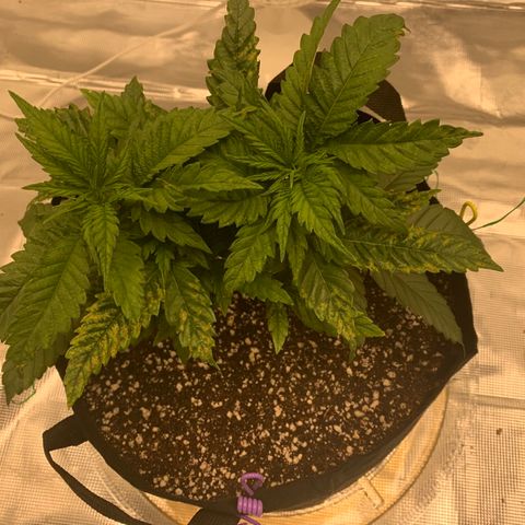 Green Crack growlog timeline photo