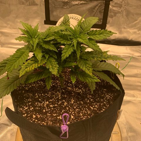 Green Crack growlog timeline photo