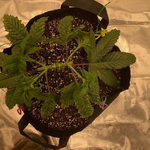Green Crack growlog timeline photo