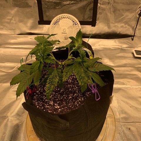 Green Crack growlog timeline photo