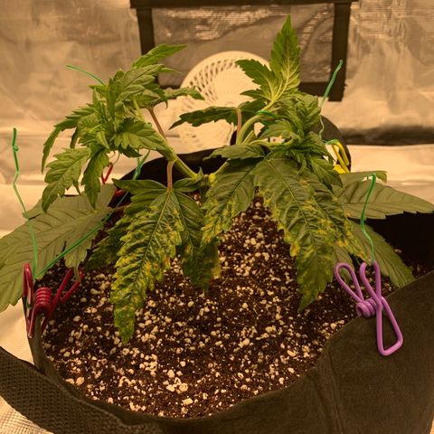 Green Crack growlog timeline photo