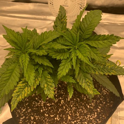 Green Crack growlog timeline photo