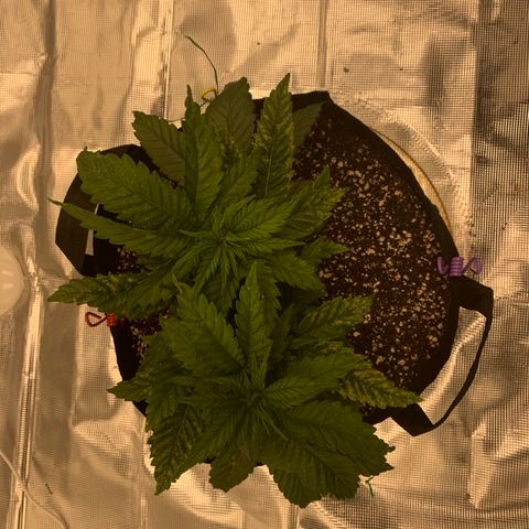 Green Crack growlog timeline photo
