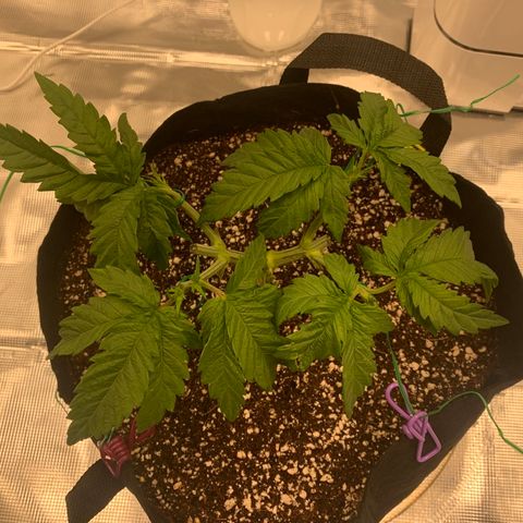Green Crack growlog timeline photo
