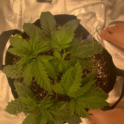 Green Crack growlog timeline photo