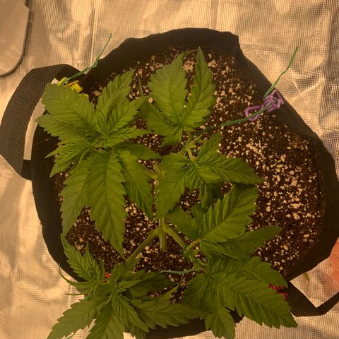 Green Crack growlog timeline photo
