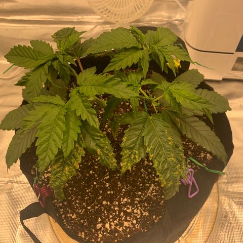 Green Crack growlog timeline photo