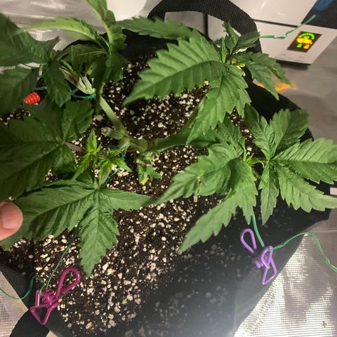 Green Crack growlog timeline photo
