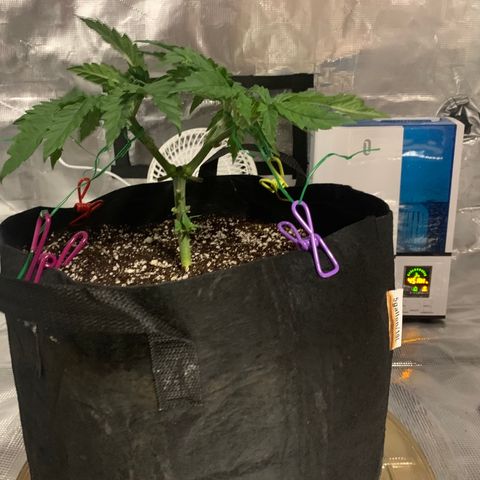 Green Crack growlog timeline photo