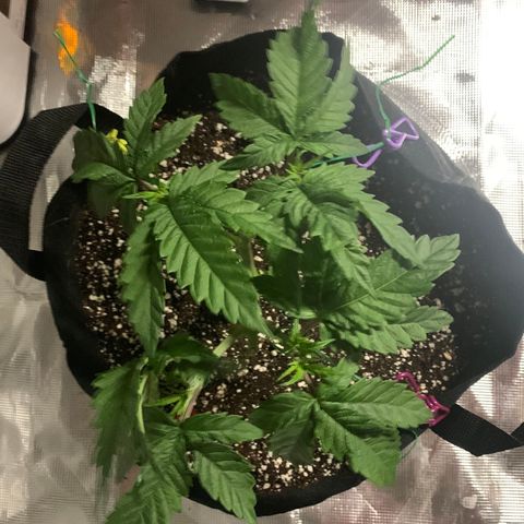 Green Crack growlog timeline photo