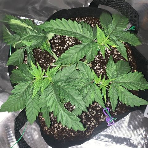 Green Crack growlog timeline photo