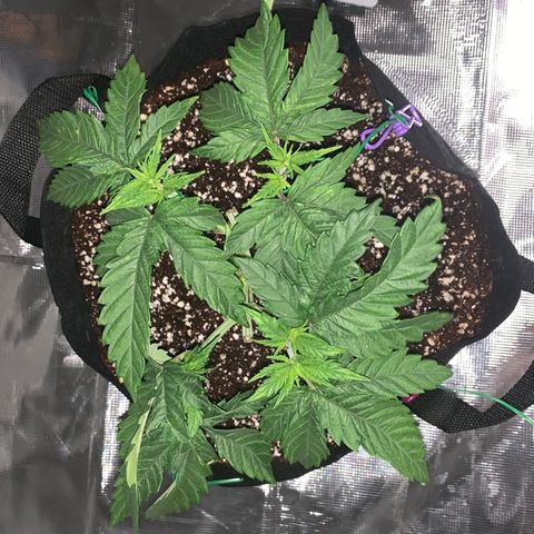 Green Crack growlog timeline photo
